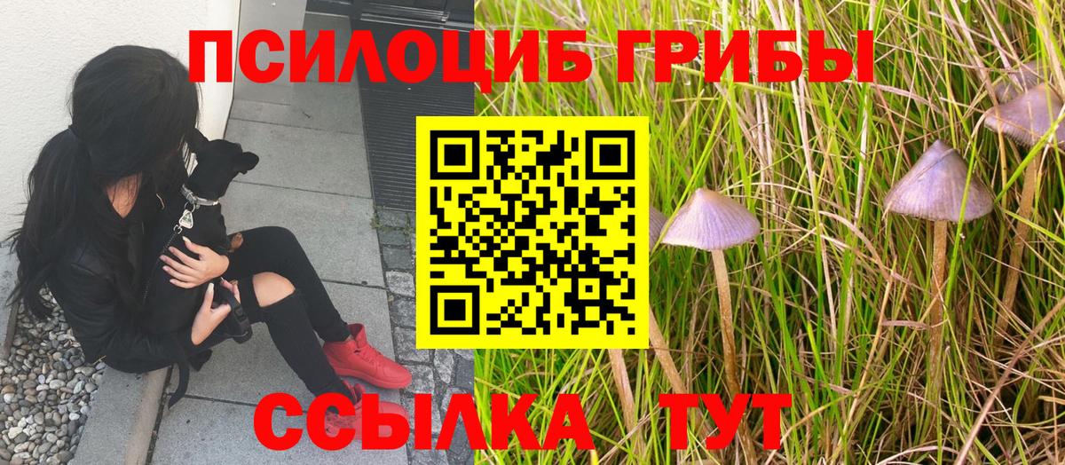 Галлюциногенные грибы Psilocybe Балахна